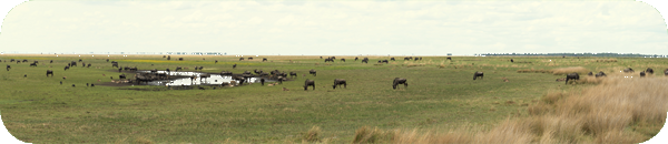 Liuwa Plains